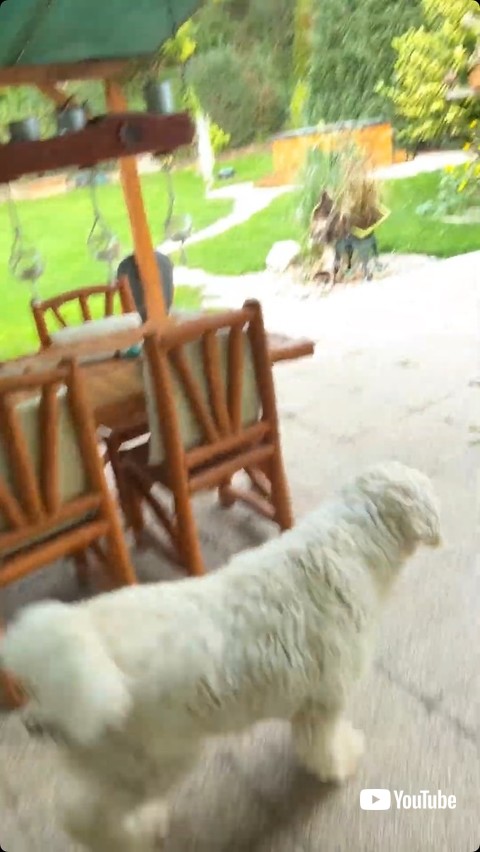 犯ワン候補の犬