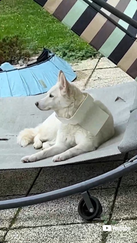 首に証拠を持つ犬