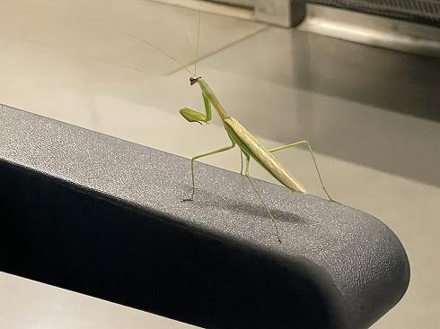 乗っていたカマキリ