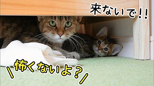 子猫を隠す母猫