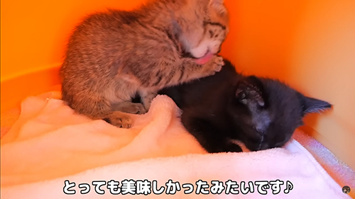 グルーミングするネムちゃん