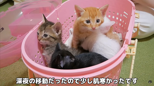 新居の子猫たち