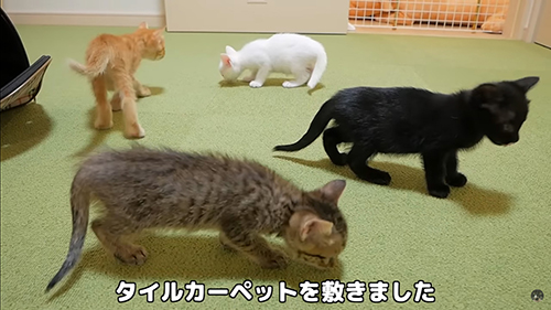タイルカーペットの部屋にいる子猫