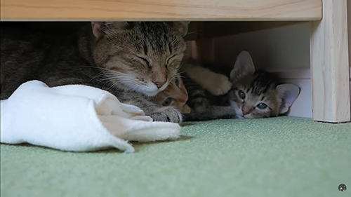 ベッドの下の猫、子猫アップ目