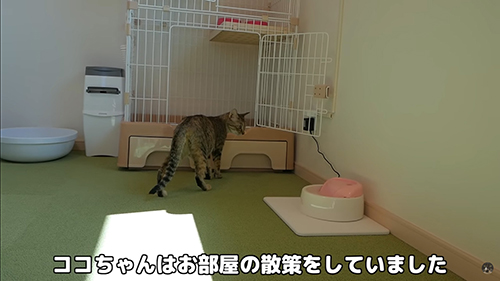 お部屋チェックするココちゃん