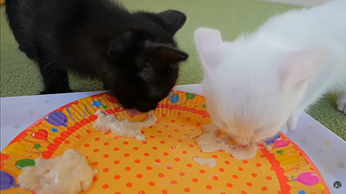 離乳食を食べる子猫たち