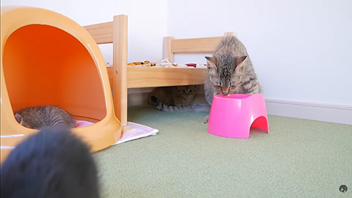 ご飯を食べるココちゃん