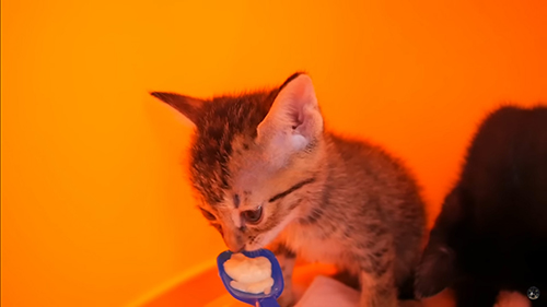 スプーンで離乳食