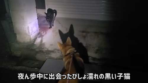 付いて来る 子猫 保護