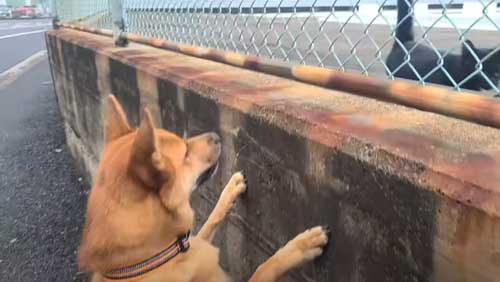 付いて来る 子猫 保護