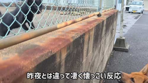 付いて来る 子猫 保護