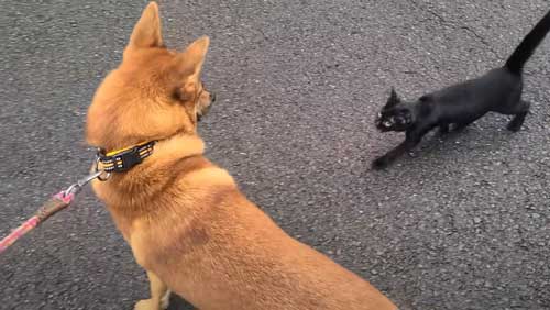 付いて来る 子猫 保護