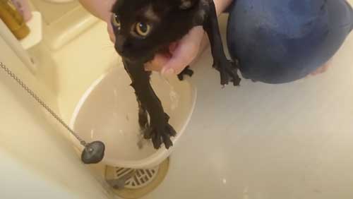 付いて来る 子猫 保護