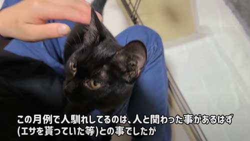 付いて来る 子猫 保護