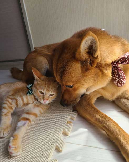 付いて来る 子猫 保護