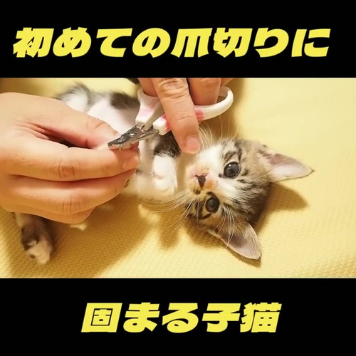 初めて爪切り子猫