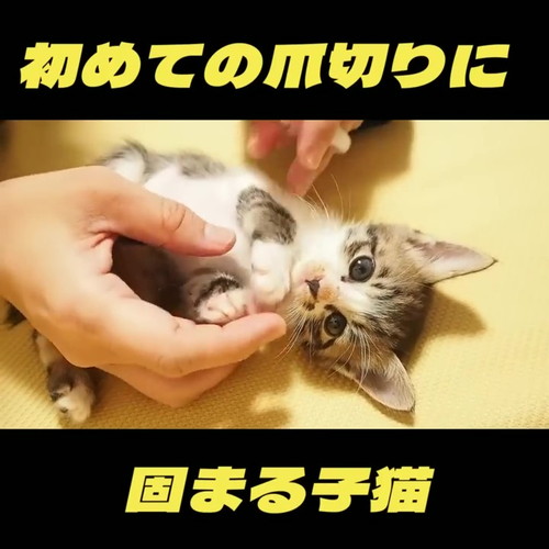 初めての爪切り