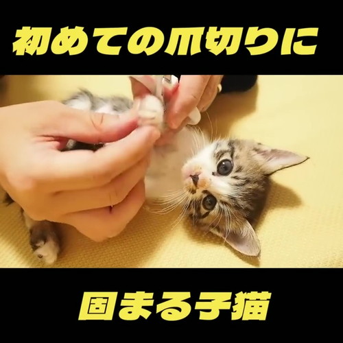 初めての爪切り