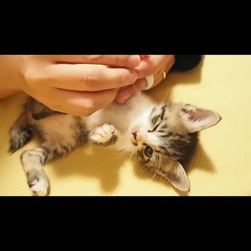 初めての爪切り