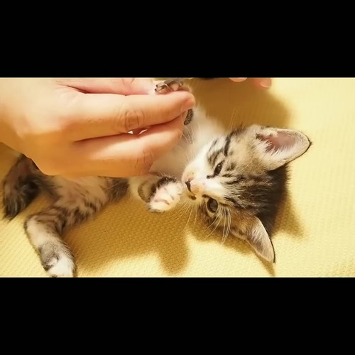 初めての爪切り