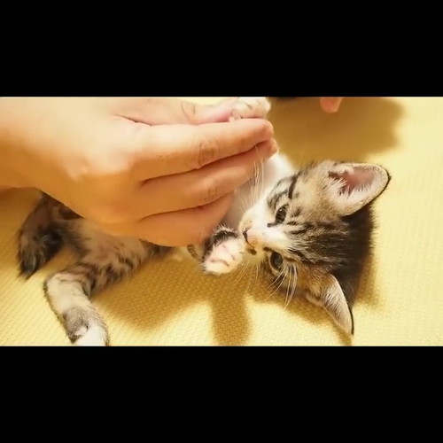 初めての爪切り