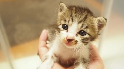 初めての爪切り