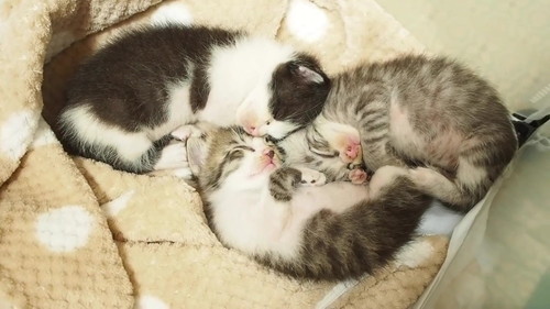 初めての爪切り