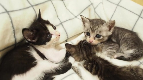 ハナちゃん、モーちゃん、アッシュちゃん