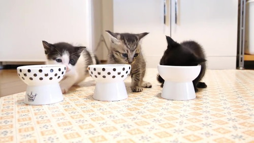 マサオくん、ブイちゃん、クルルちゃん