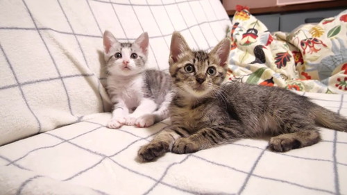 イルくん、ホシくん