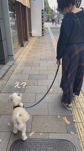 お散歩ドッキリ