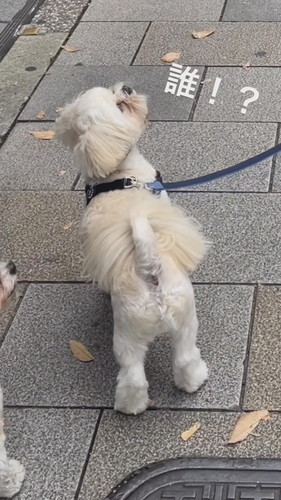 お散歩ドッキリ