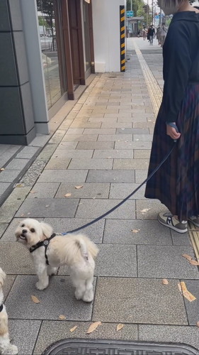 お散歩ドッキリ