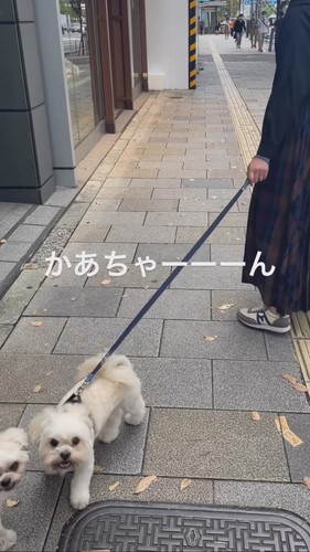 お散歩ドッキリ