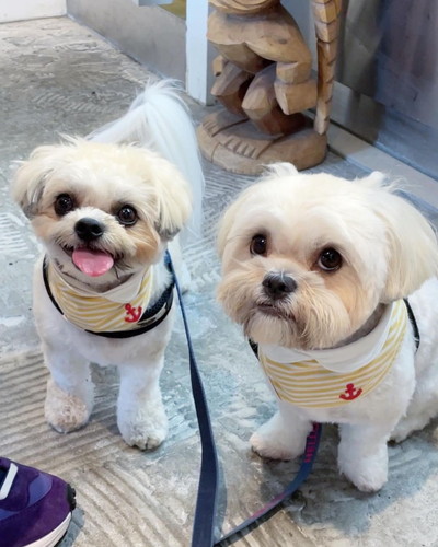 ベックくんとアポくん