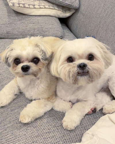 ベックくんとアポくん