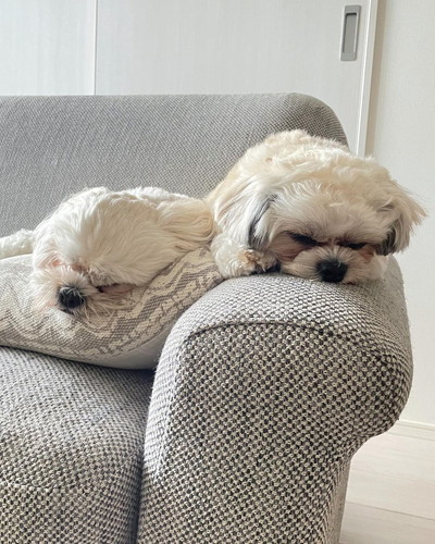 ベックくんとアポくん