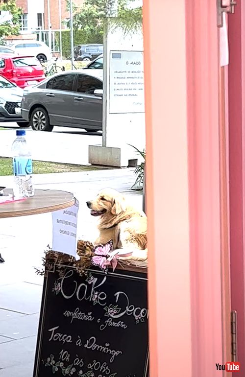 おばあさんに大人気なゴールデンレトリバー