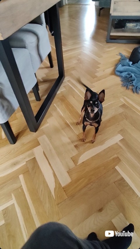 おかしを待つ犬