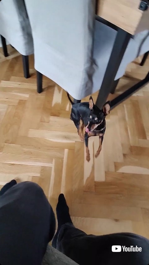 興奮してジャンプする犬