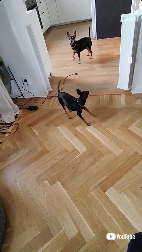 おとなしく待つ犬