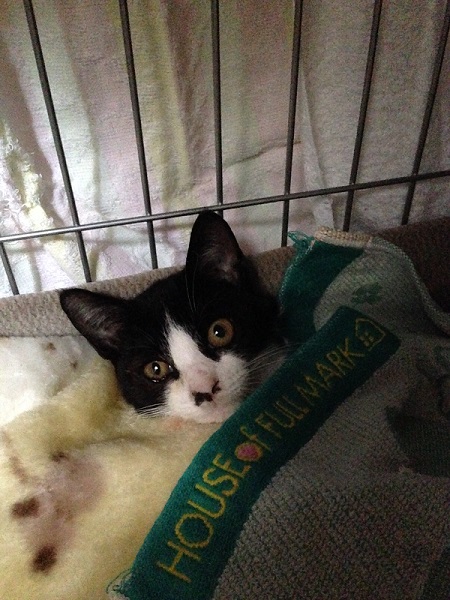 ハチワレの保護子猫