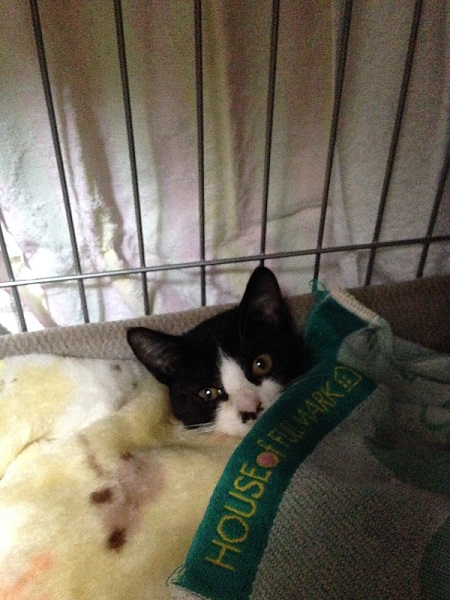 こちらを見る保護子猫