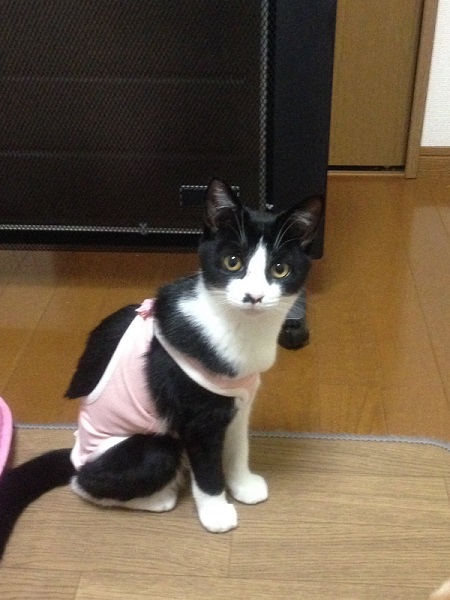 少し成長した保護子猫