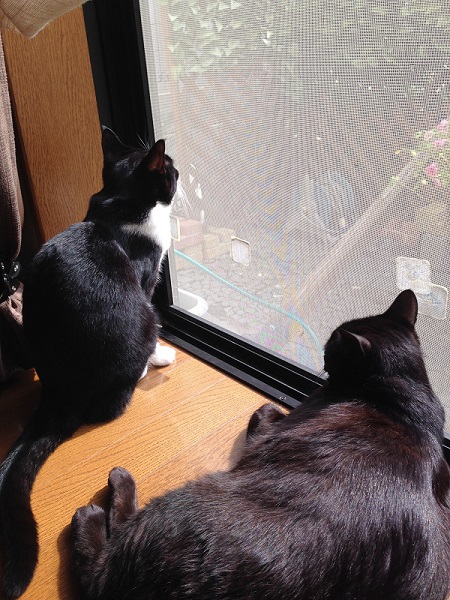 日向ぼっこする保護子猫