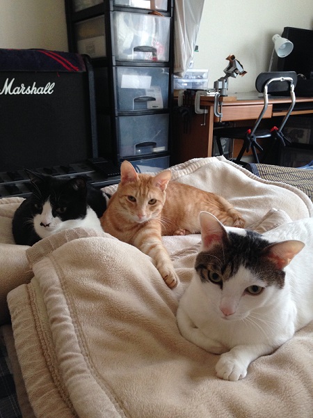 先住猫と保護子猫