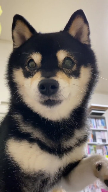 ちょいちょいの手