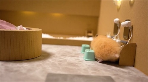 手作りお風呂とハムスター