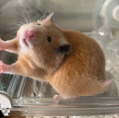 伸びをするハムスター