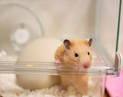 前のめりなハムスター